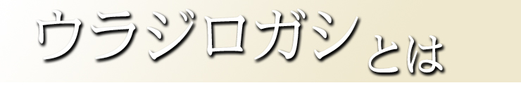 ウラジロガシとは