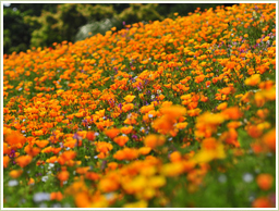 高品質のスペイン産・花粉を使用