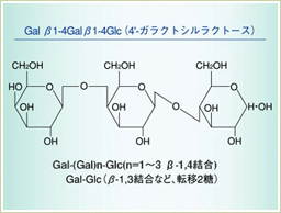 ガラクトオリゴ糖とは