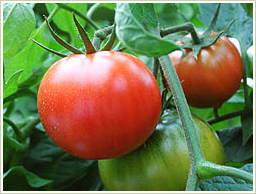 ポルトガル産のトマトを使用