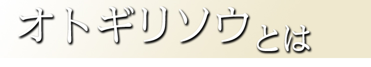 オトギリソウとは