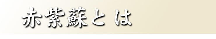 赤紫蘇とは