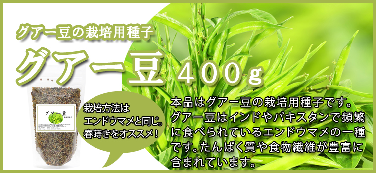 グアー豆(栽培用種子)４００ｇ