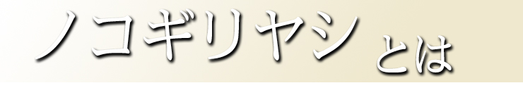 ノコギリヤシとは