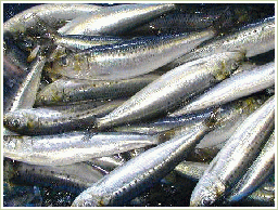 高品質の魚コラーゲンを使用