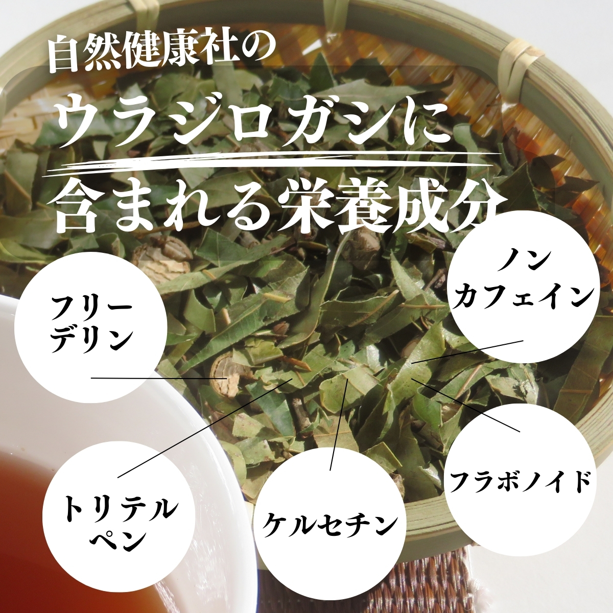ウラジロガシに含まれる栄養成分
