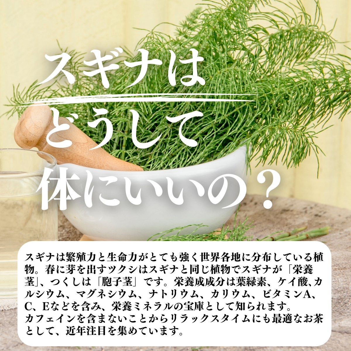 スギナはどうして体にいいの？