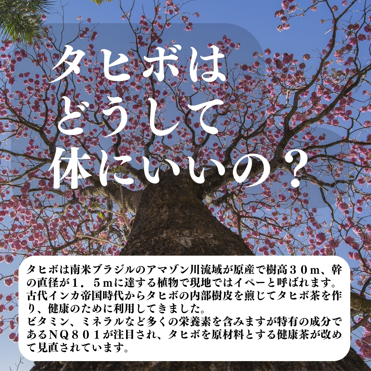 タヒボはどうして体にいいの？