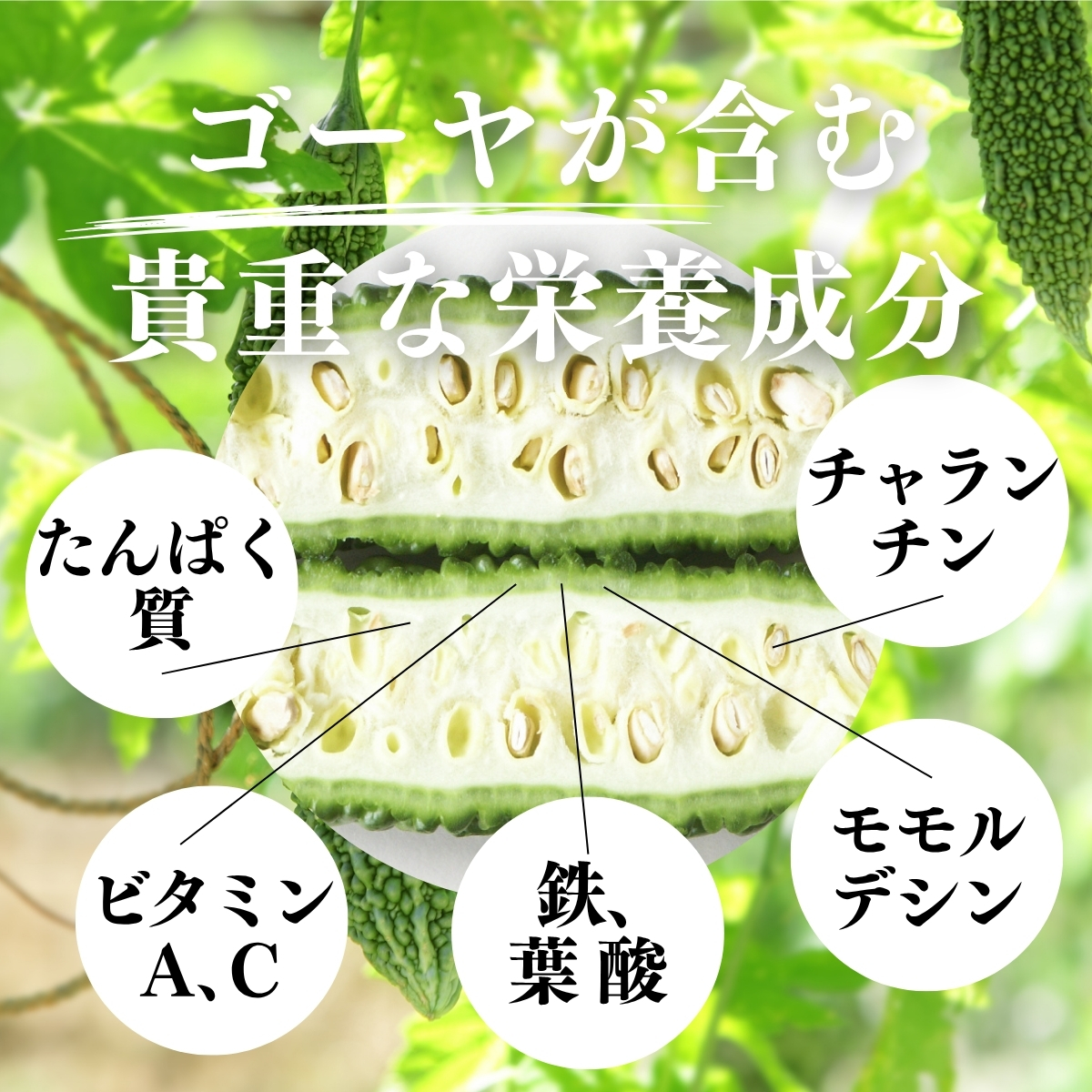 ゴーヤが含む貴重な栄養成分