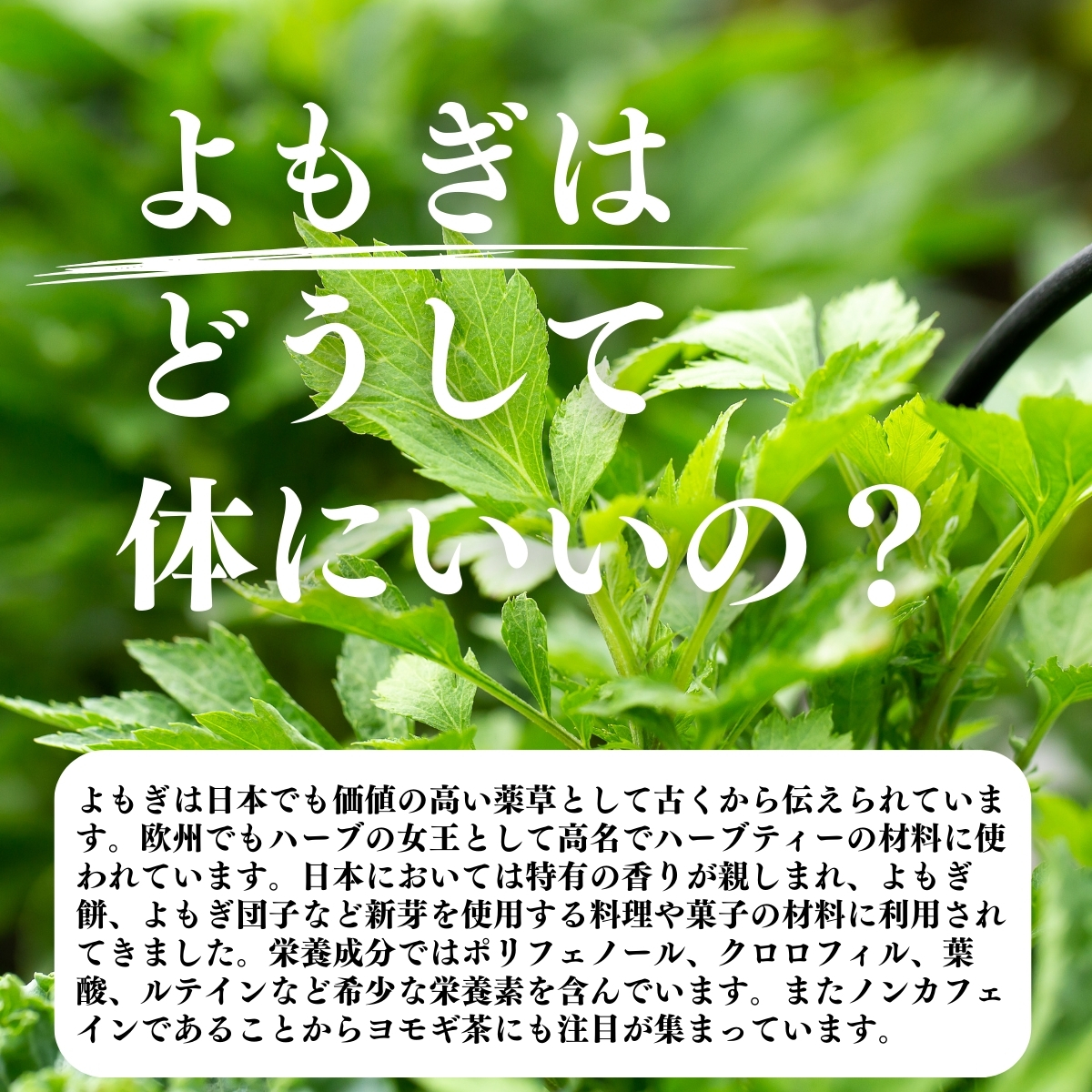 よもぎはどうして体にいいの？