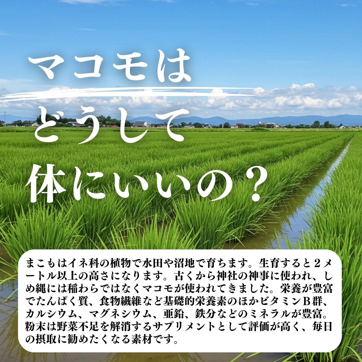 マコモはどうして体にいいの？