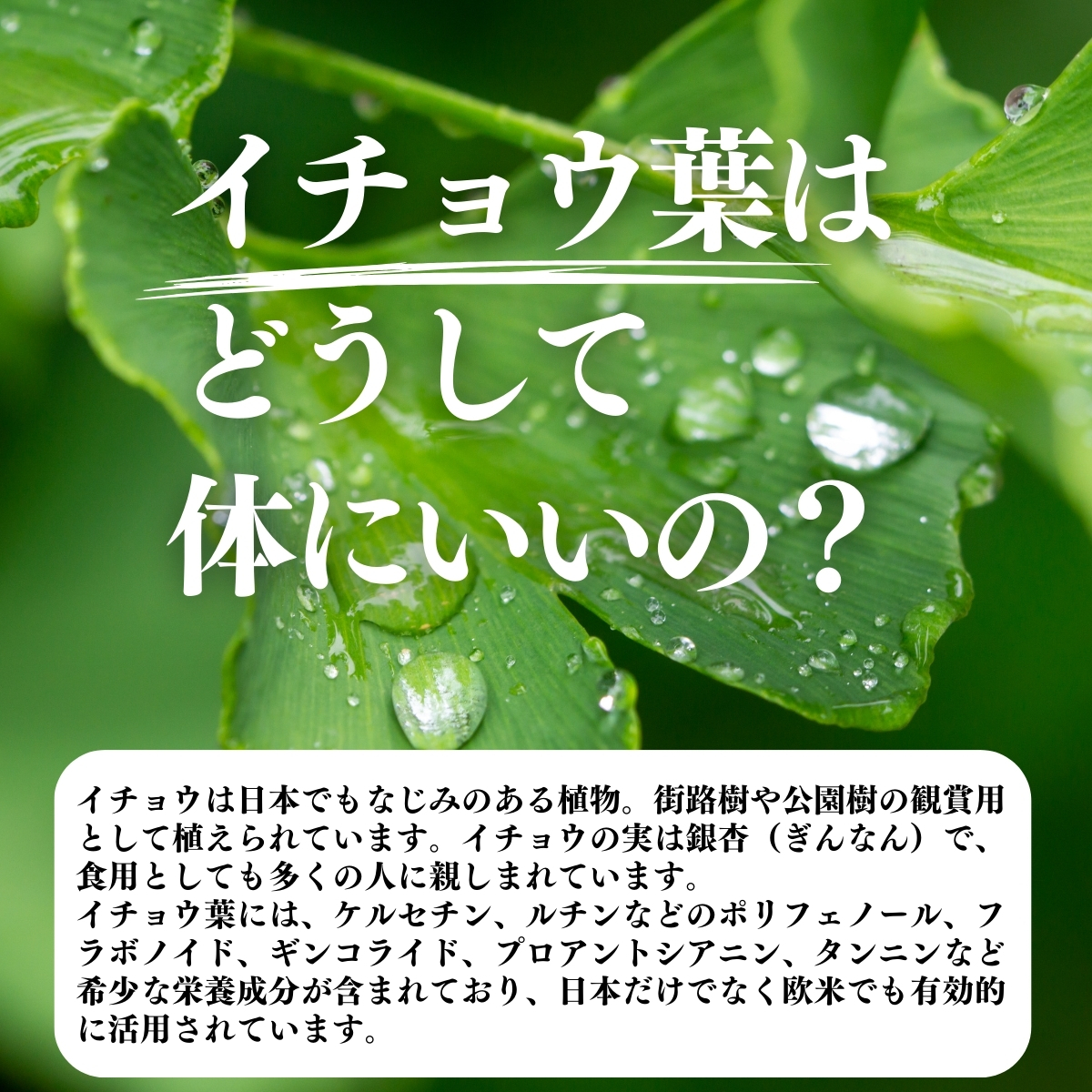 イチョウ葉はどうして体にいいの？