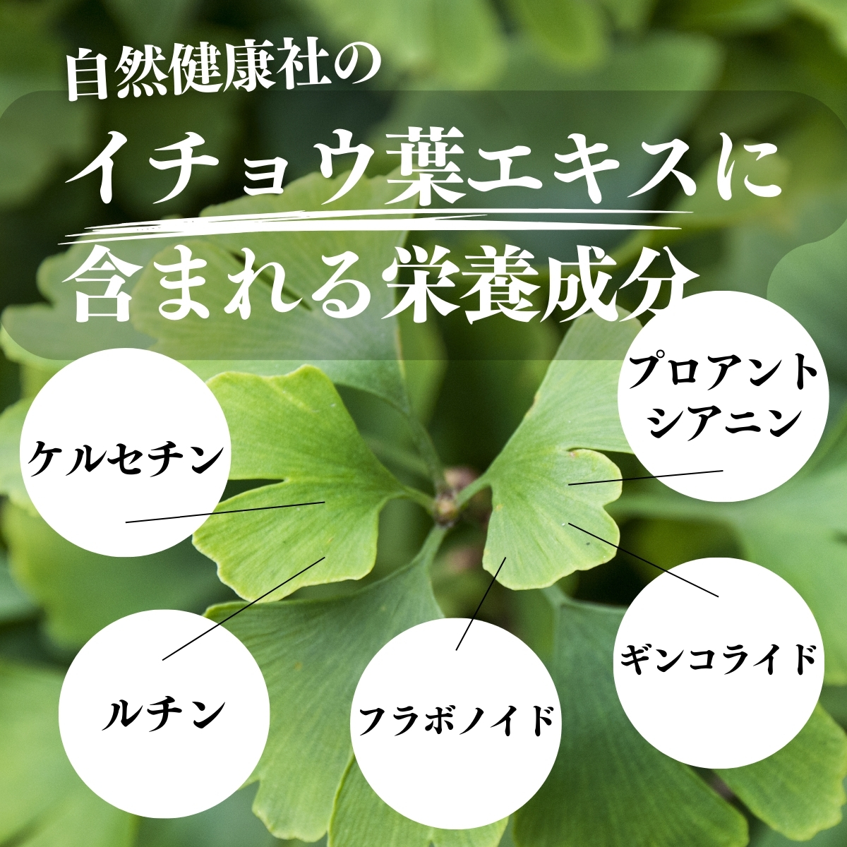 イチョウ葉茶エキスに含まれる栄養成分