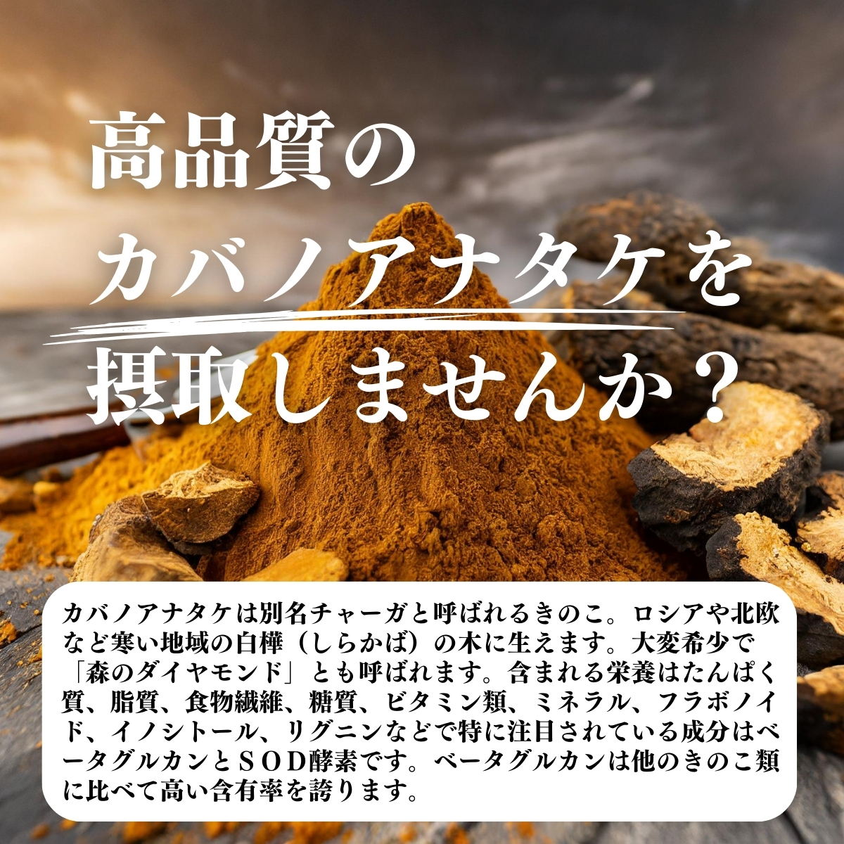 高品質のカバノアナタケを摂取しませんか？