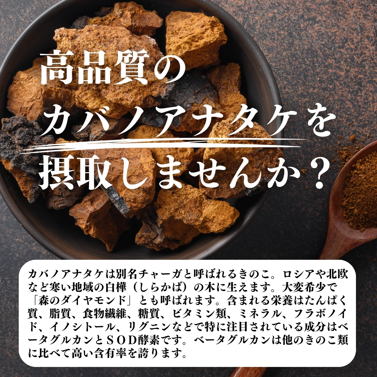 高品質のカバノアナタケを摂取しませんか？