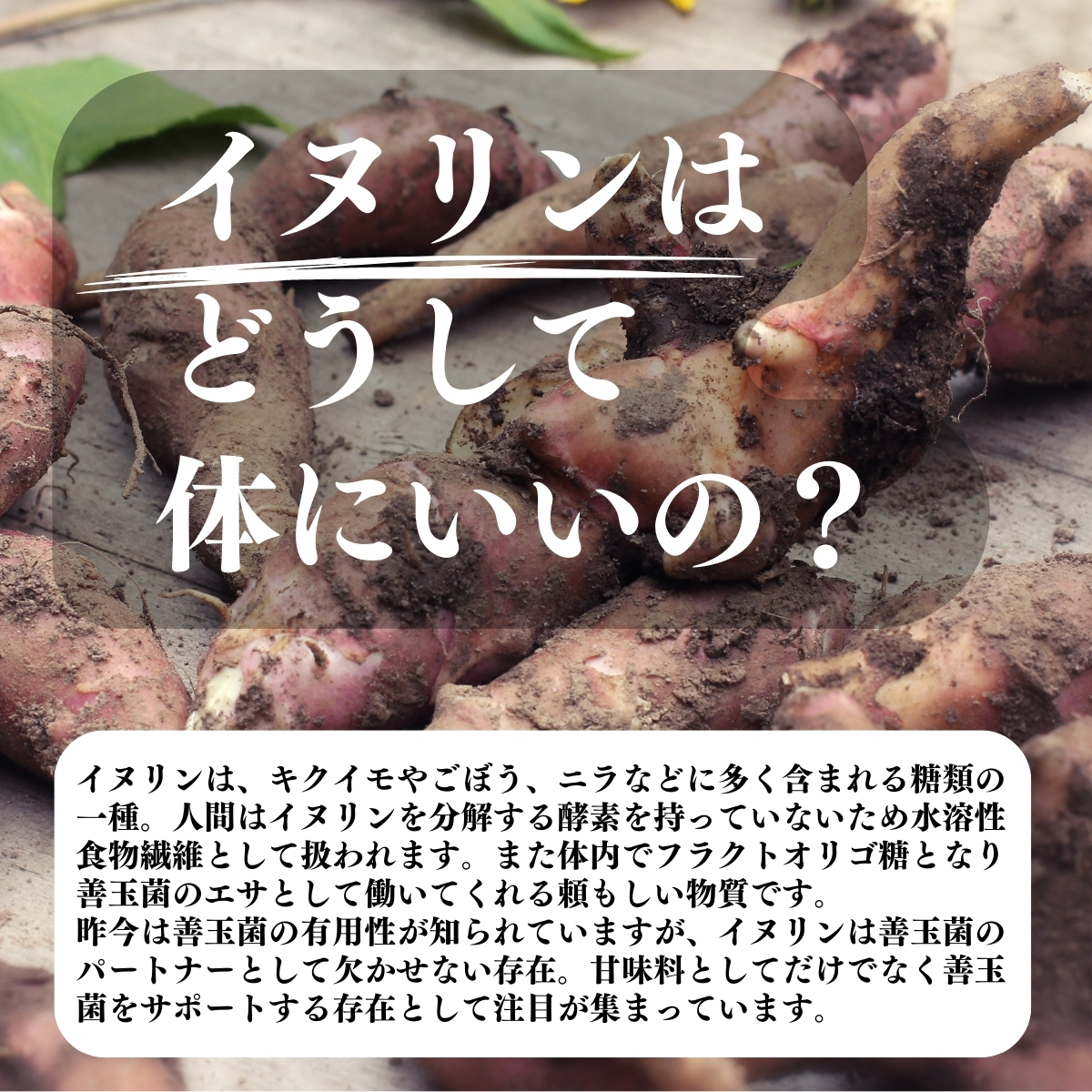 イヌリンはどうして体にいいの？