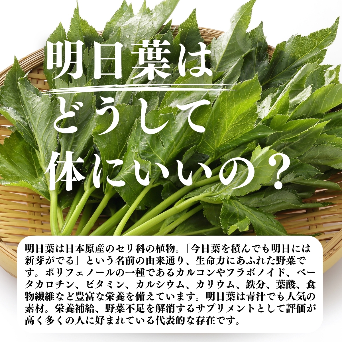 自然健康社 明日葉粉末100g 自然健康社 明日葉粉末100g